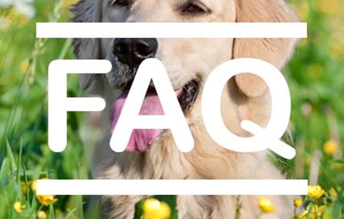 Interested: FAQ  - Can I foster a child if i have pets?